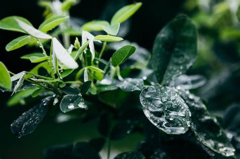 Premium Photo | Raindrops on the green leaves.