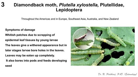 Pests Of Mustard Identification Management Dr UPR Pdf