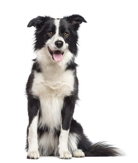 Border Collie Facts The History Junkie