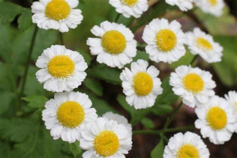 Tanacetum parthenium