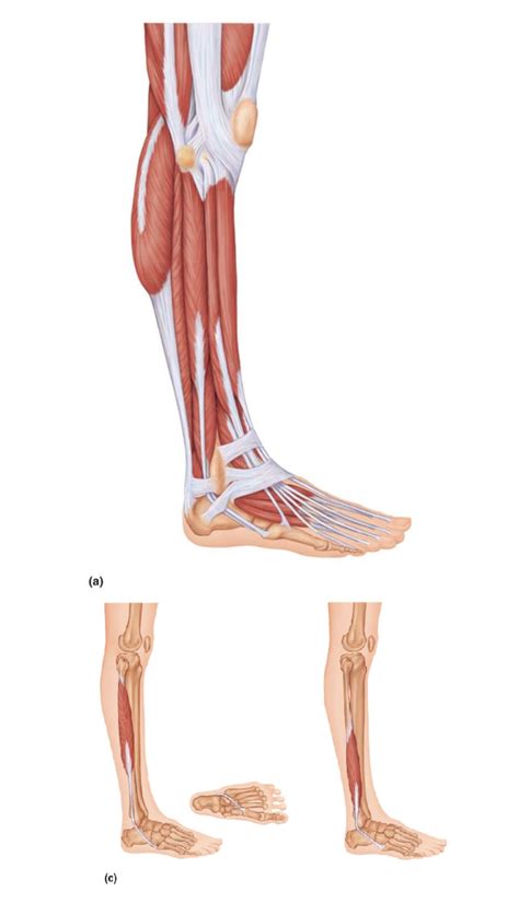 Lateral Compartment Of Leg Diagram Quizlet