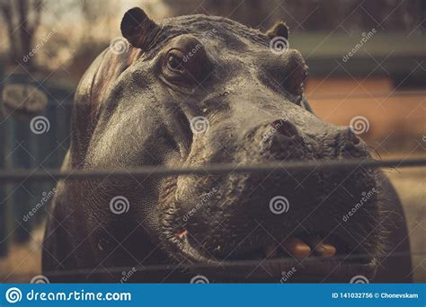 Hippo in the zoo stock photo. Image of body, endangered - 141032756