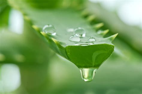 Le 18 proprietà dell aloe vera benefici e controindicazioni