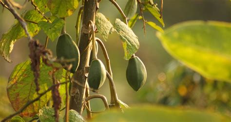 Papaya Growstuff