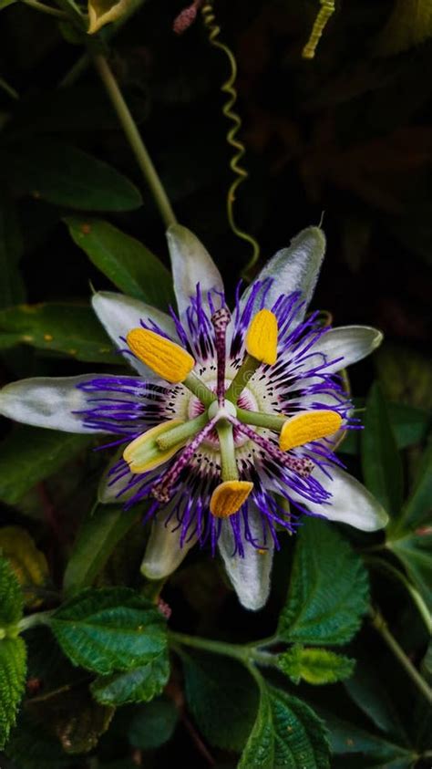 Passionflower Flower, Beautiful Valerian Flower with Many Incredible ...