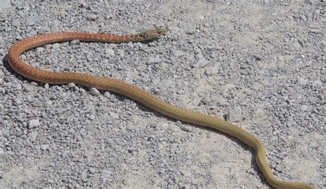 Wildlife Wednesday Red Racer Snake Red Rock Canyon Las Vegas