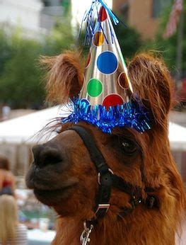 Birthday Llama | Llama, Party hats, Birthday party hats