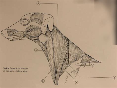 Diagram Of Canine Superficial Neck Muscles Quizlet