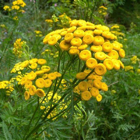 Tansy Tanacetum Vulgare Seeds Alsagarden