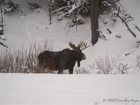 Yellowstone winter wildlife tour | Responsible Travel