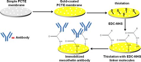 Schematic Of The Gold Nanolayer Immobilization On Pcte Membrane