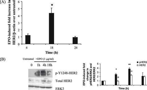 Eosinophil Peroxidase Epo Induces The Up Regulation And Download Scientific Diagram