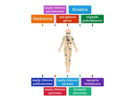 układ limfatyczny budowa Labelled diagram