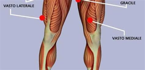 Muscoli Della Coscia Anteriori E Mediali