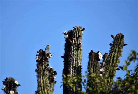 Día Nacional de las Cactáceas Comisión Nacional de Áreas Naturales