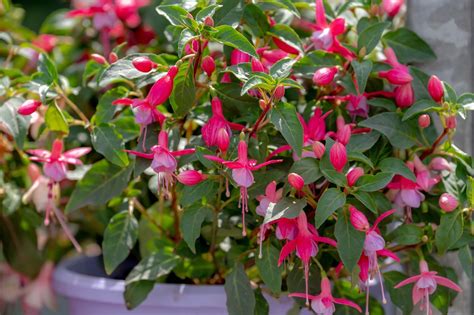 Pruning Deadheading Fuchsias Horticulture Magazine