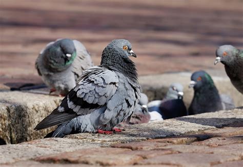 Tauben Vögel Sitzend Kostenloses Foto auf Pixabay