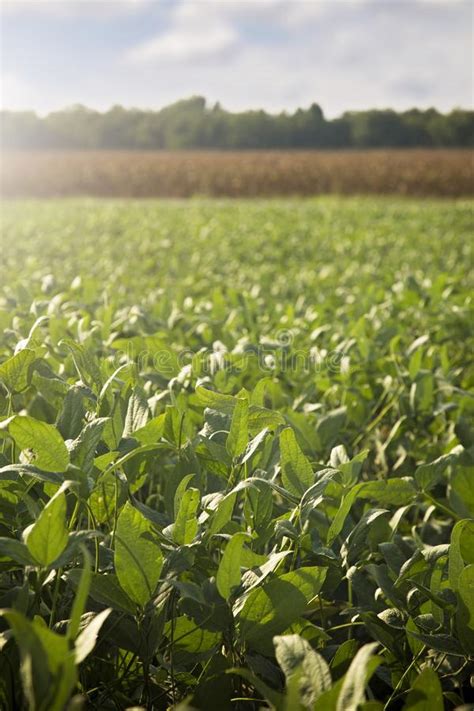 Soybeans Fields Close To Harvest Time Stock Image - Image of ingredient ...