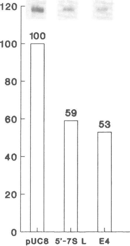 Figure 3 from Activating-transcription-factor ( ATF ) regulates human 7 S L RNA transcription by ...