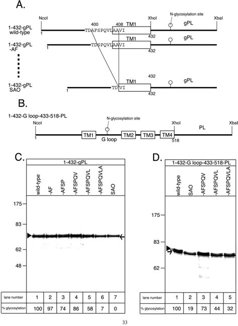 Membrane Insertion Of Tm Of N Terminal Deletion Series Mutants A