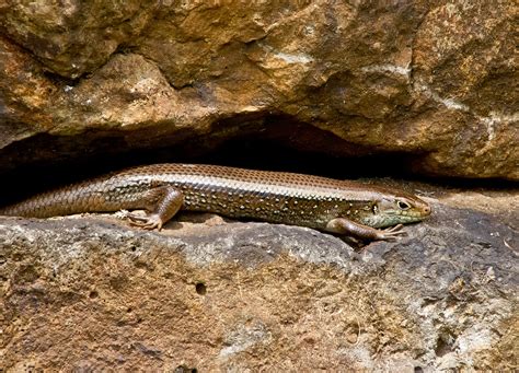 skink hd wallpapers