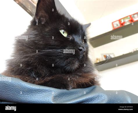 cat stock photo alamy