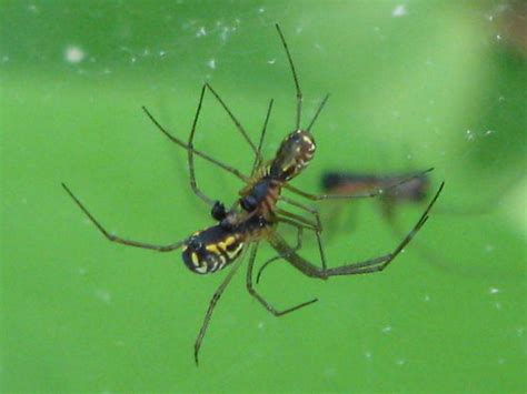 Two Spiders Neriene Radiata Bugguidenet