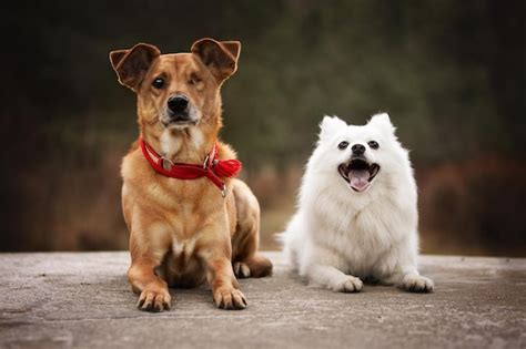 Dos Perros Se Sientan Uno Al Lado Del Otro Uno De Los Cuales Es Un