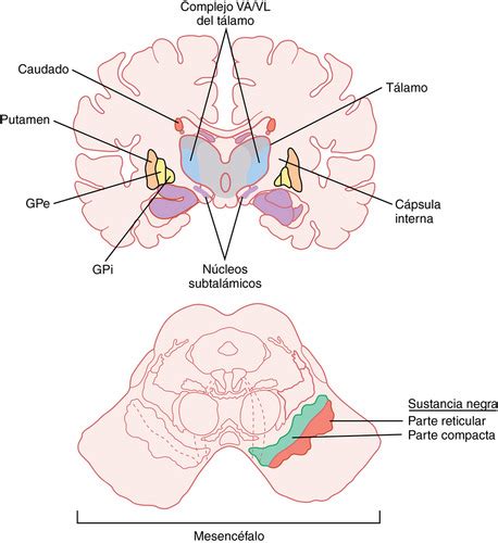 Ganglios Basales Y Corteza Cerebral Flashcards Quizlet