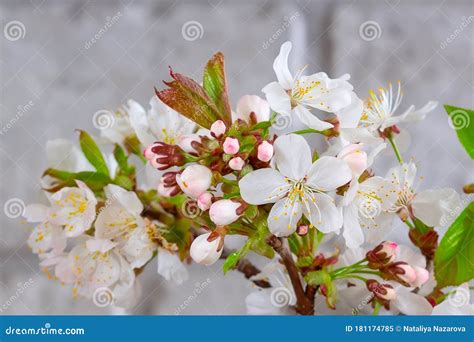 Boombloeiende Tak Met Witte Bloemen Stock Afbeelding Image Of