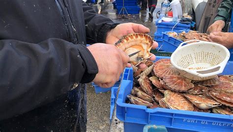 Fin de la pêche à la coquille dans la Manche une saison