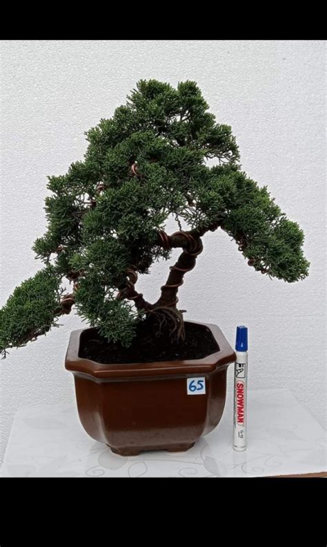 Bonsai Juniperus Sinensis Var Sargentii Y Furniture Home