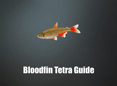 The Ultimate Care Guide For Bloodfin Tetra