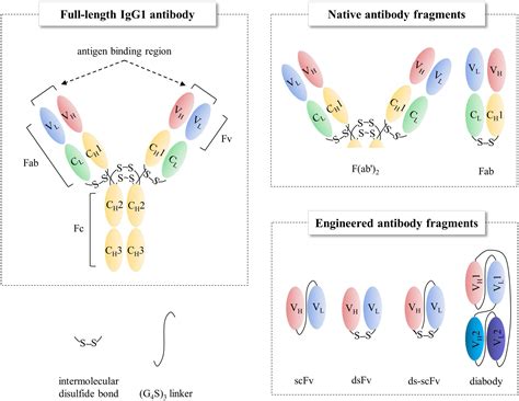 Frontiers Solubility Stability And Avidity Of Recombinant Antibody