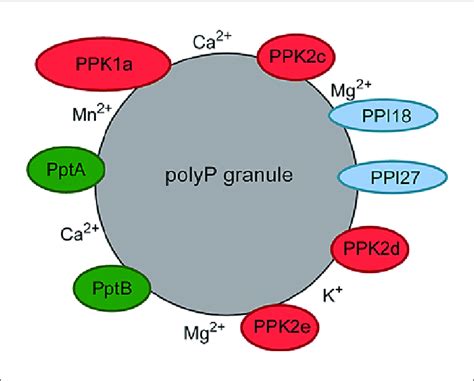 Model Of A Polyp Granule In R Eutropha Proteins Attached To Polyp Are