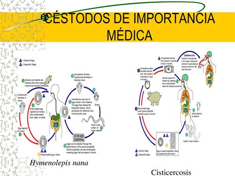 Ppt Generalidades De Helmintos Powerpoint Presentation Free Download Id871391