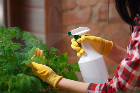 Can You Use Pest Oil On Tomatoes