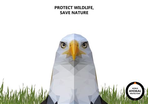 WORLD ANIMAL PROTECTION PROJECT on Behance