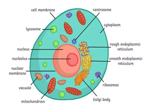 What Is Diagram Of Cell