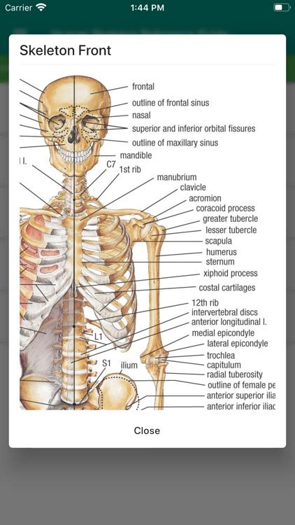 Human Skeleton Reference Guide by Faisal Akhtar