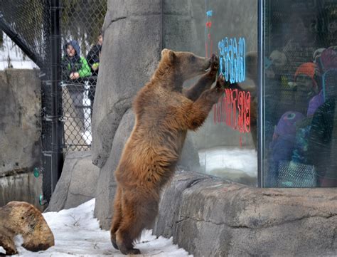 Kodiak Bear Cubs Birthday | iMAGiNETHAT!