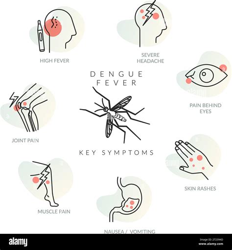 Dengue Fever Prevention Stock Vector Images Alamy