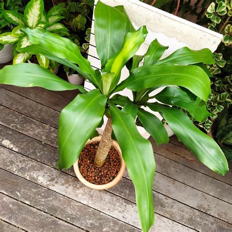 Dracaena Fragrans Iron Tree Furniture Home Living Home Decor