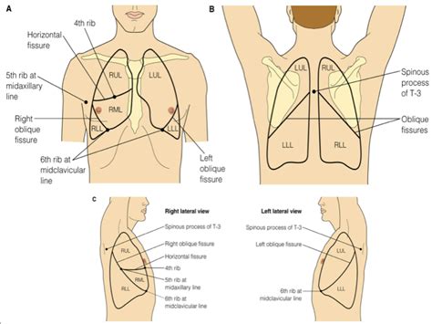 Where To Auscultate Lung Sounds