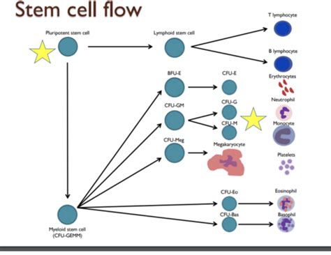 ClinPath Leukocyte1 Flashcards Quizlet