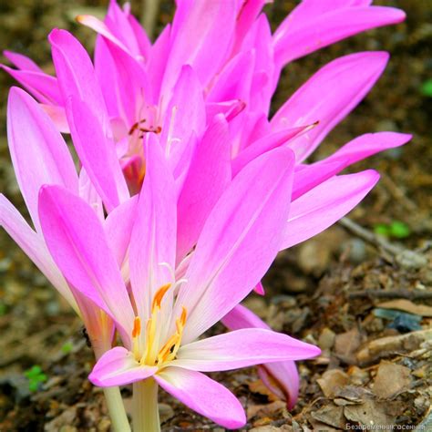 Теневыносливые многолетники | Любимые цветы