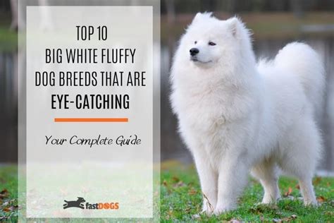 Fluffy White Dogs