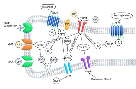 TRPV1 An Important Target For Pain Treatment DIMA Biotechnology