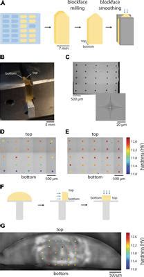 Frontiers Quantitative Evaluation Of Embedding Resins For Volume