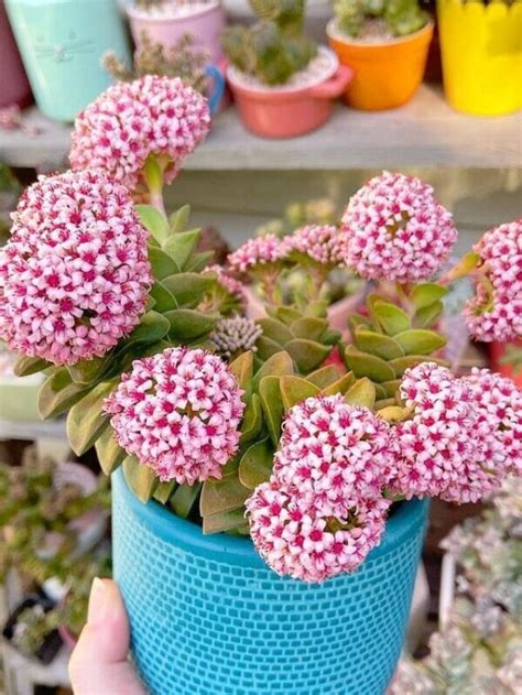 Plantas Suculentas Conhe A A Crassula Springtime E Seus Encantos